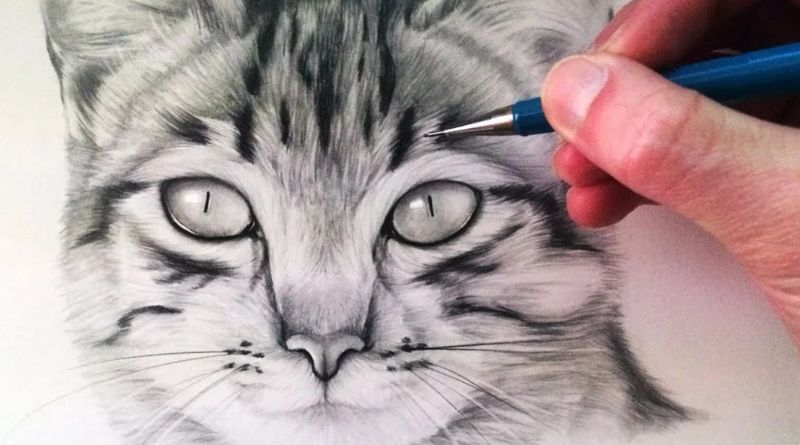 Drawing: A4Z_-YMTKR8= Cat