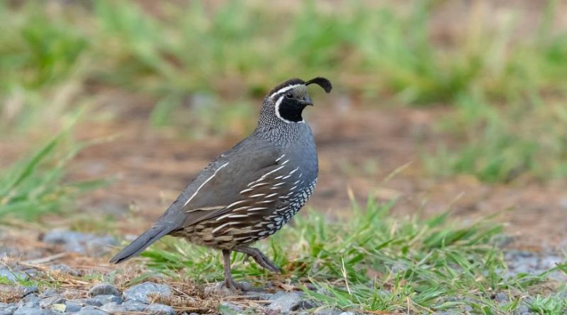 State Birds: Symbols of Identity and Nature