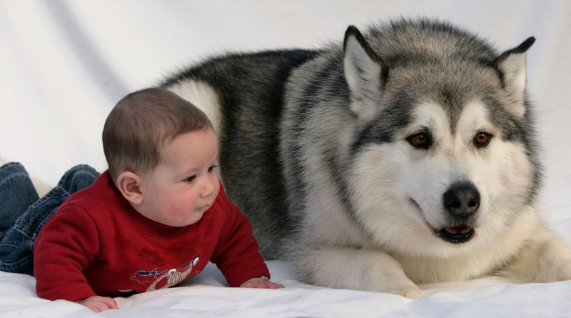 Baby: Czziykpdt-Q = Dog: Understanding the Unique Connection Between Babies and Dogs